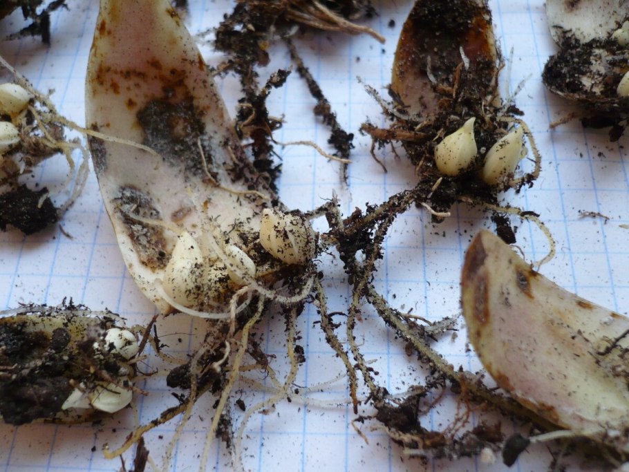 Чешуйчатая луковица лилии