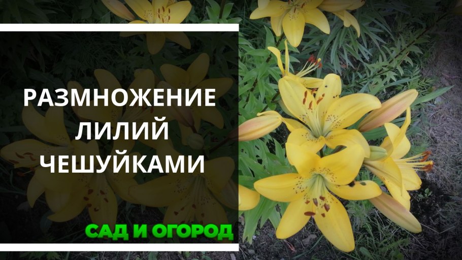 Луковицы 1 разбор гладиолусы