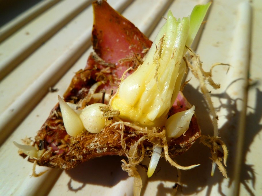 Чешуйки луковицы лилии