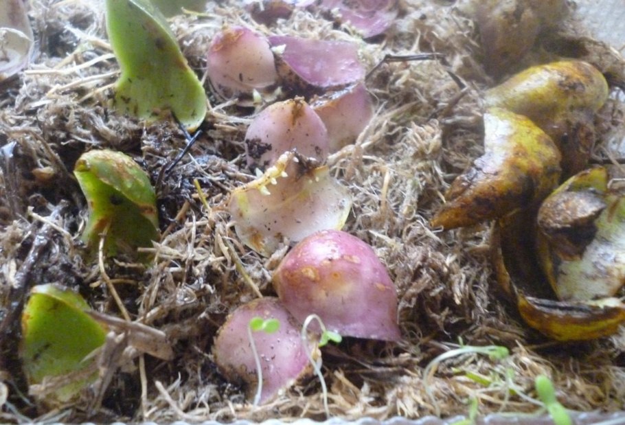 Чешуйки луковицы лилии