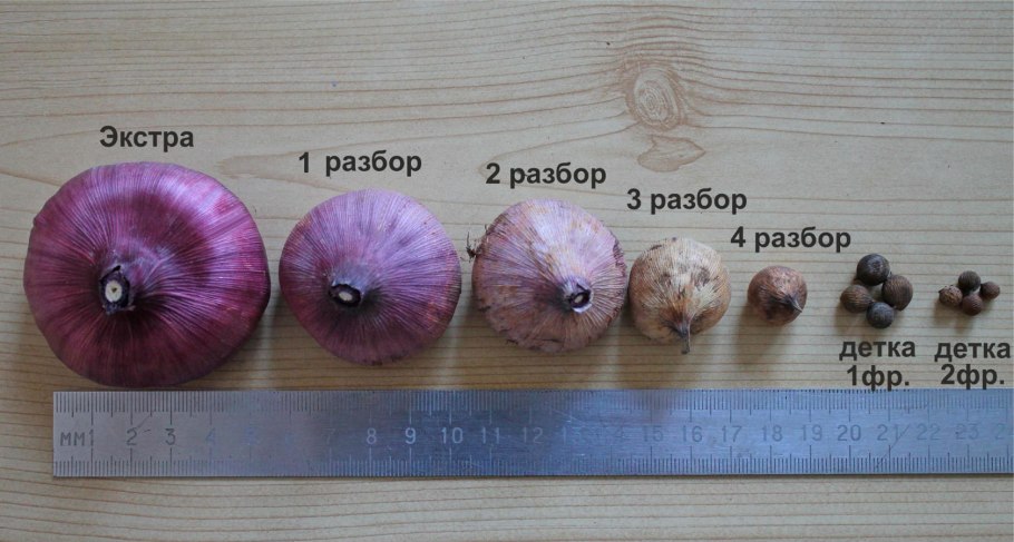 Гиацинт выкопка луковиц