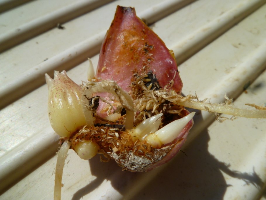 Чешуйчатая луковица лилии