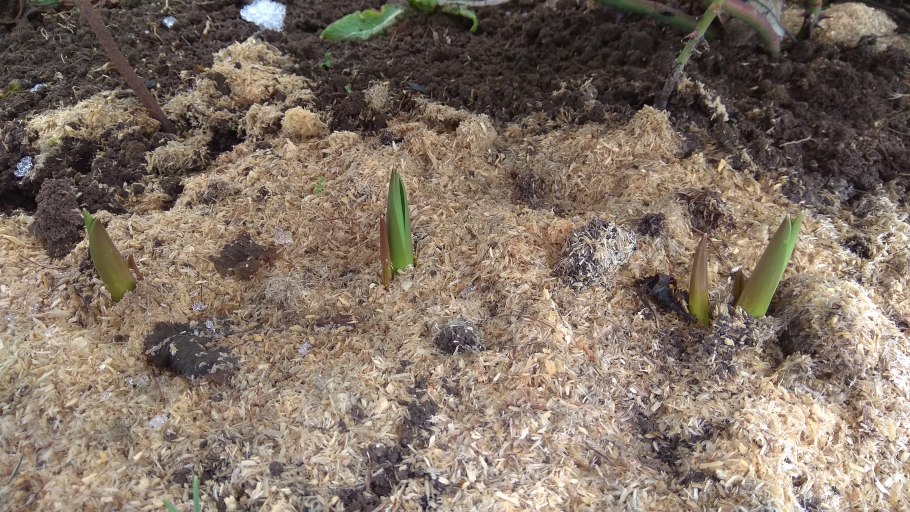 Детки лилий посадка