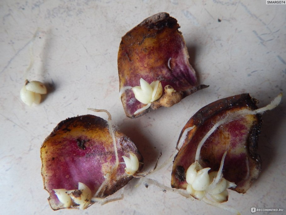 Чешуйки луковицы лилии