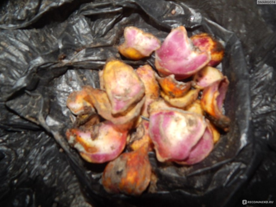 Бульбочки от лилий