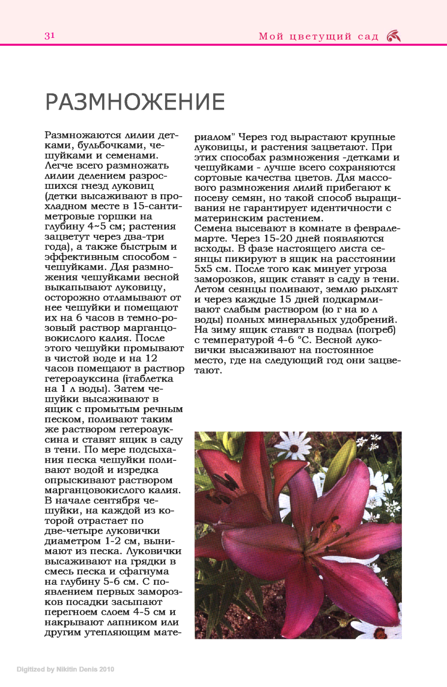 Бульбоносная луковица лилии