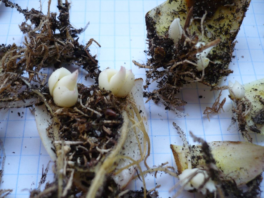 Чешуйчатая луковица лилии