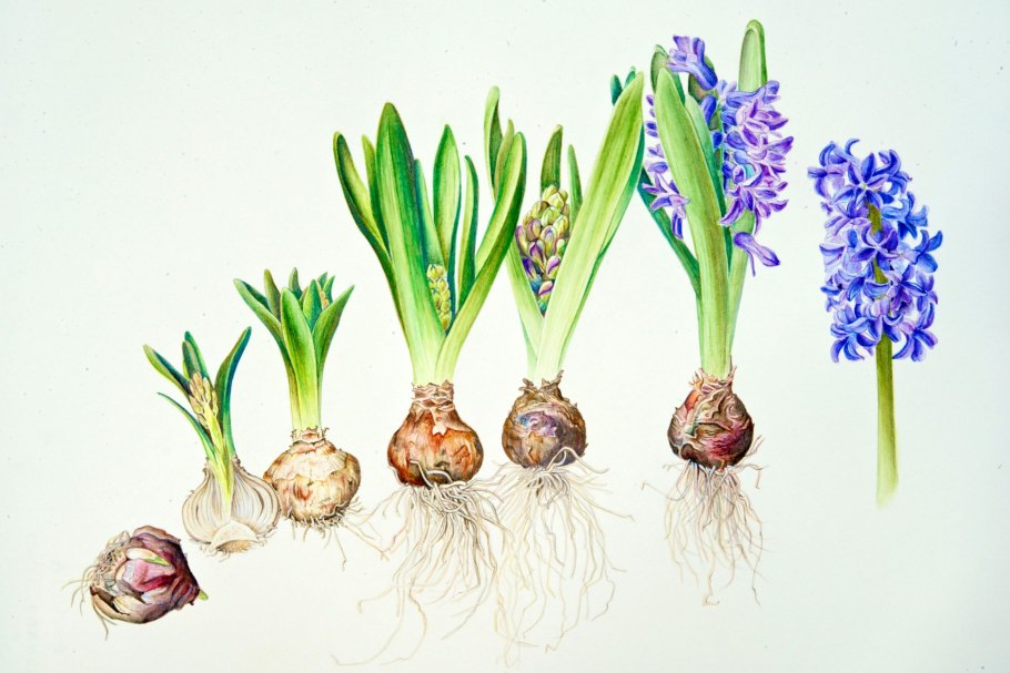 Побег луковица репчатого лука