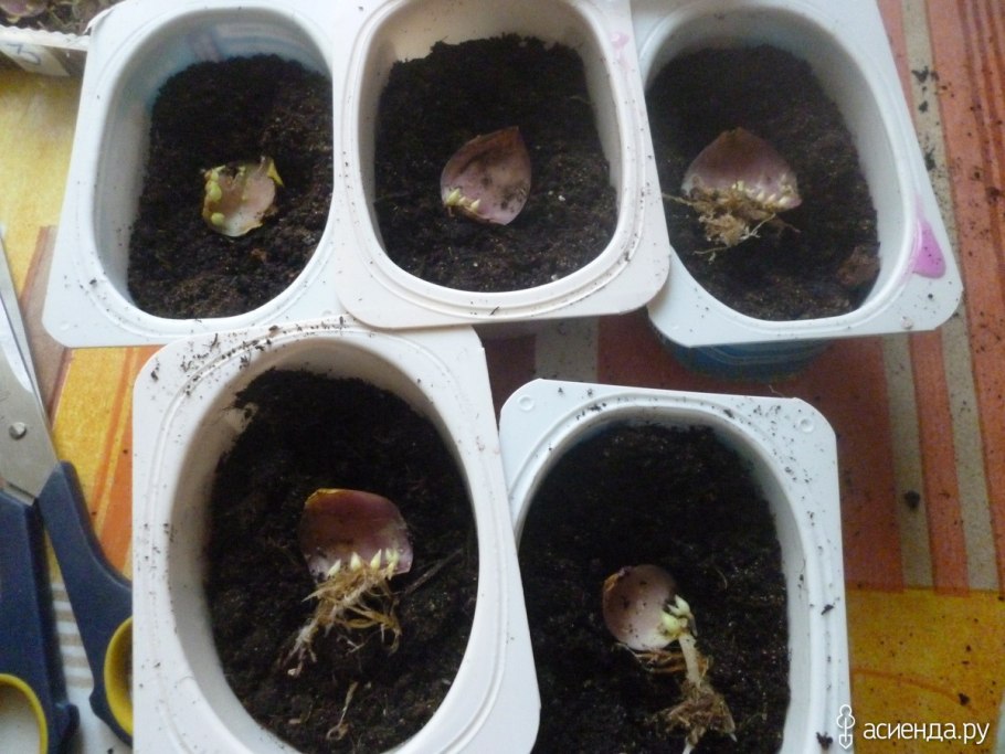 Стеблевые луковицы лилии