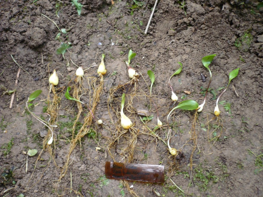 Чешуйчатая луковица лилии