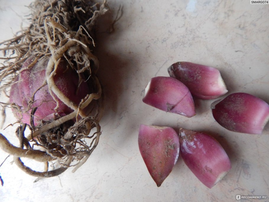 Лилии из чешуек весной