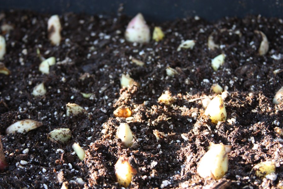 Детки лилий посадка