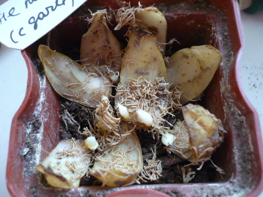 Чешуйчатые луковицы лилий