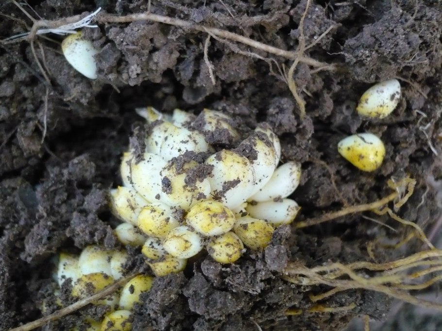 Луковица лилии с детками