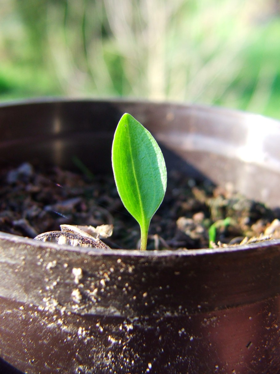 Вырастить Саранку из семян
