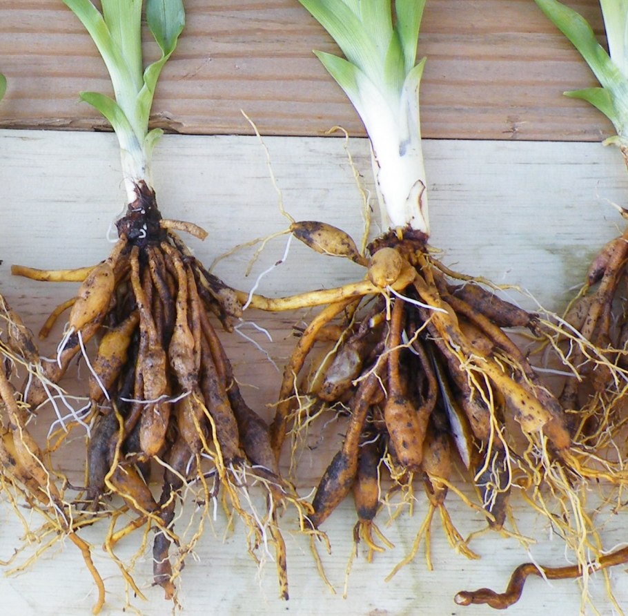 Эустома клубневая