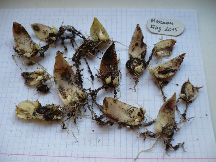 Лилии чешуйками размножение осенью