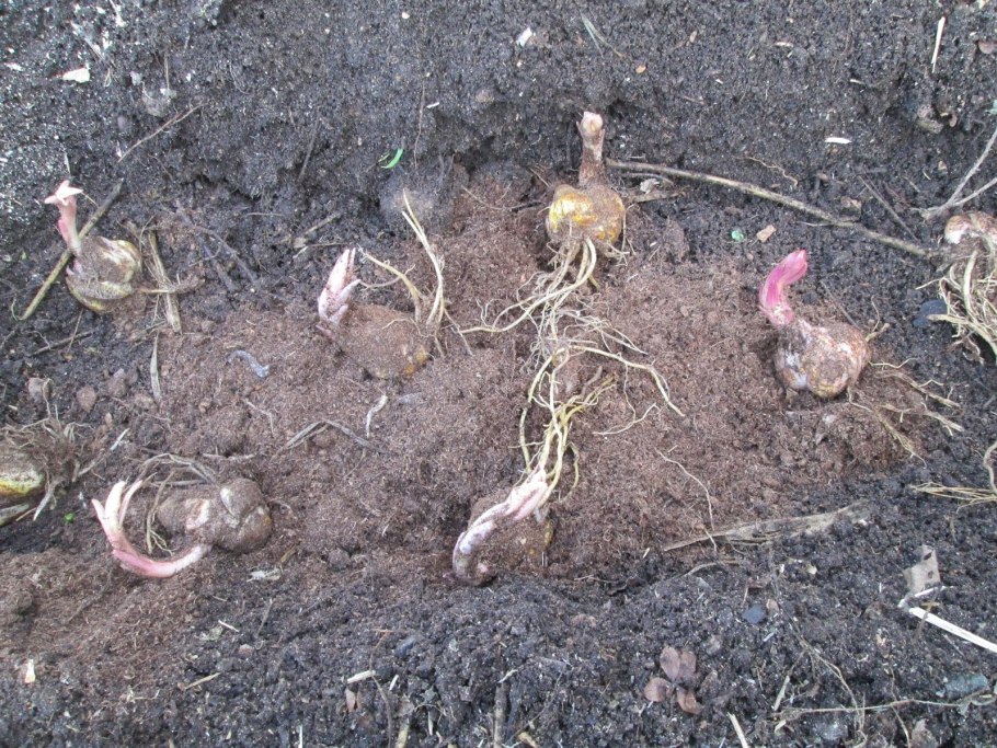 Луковицы лилии садовой