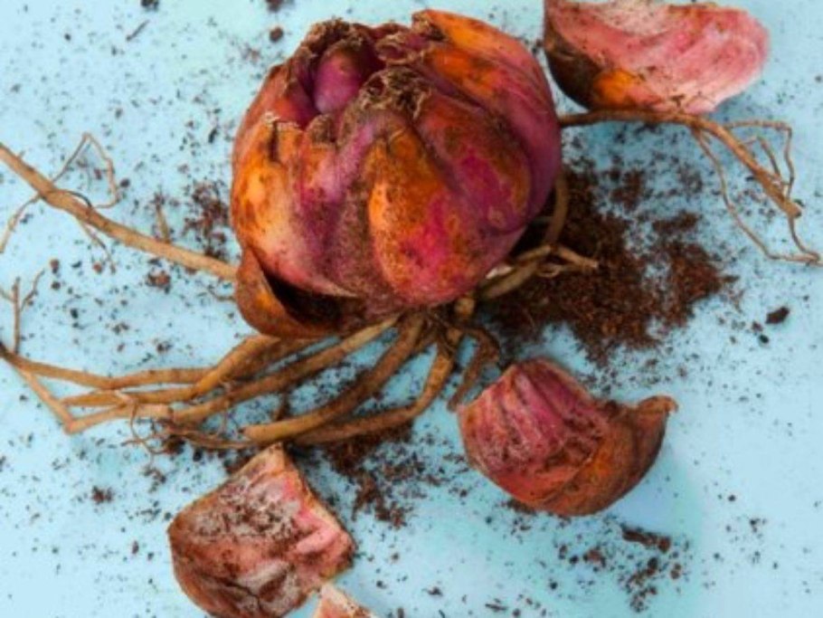 Луковицы лилии садовой