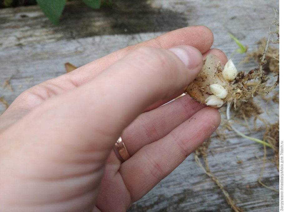 Чешуйки луковицы лилии