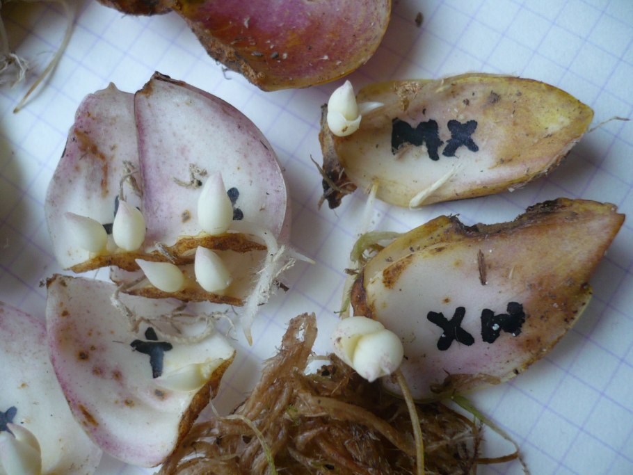 Стеблевые луковицы лилии