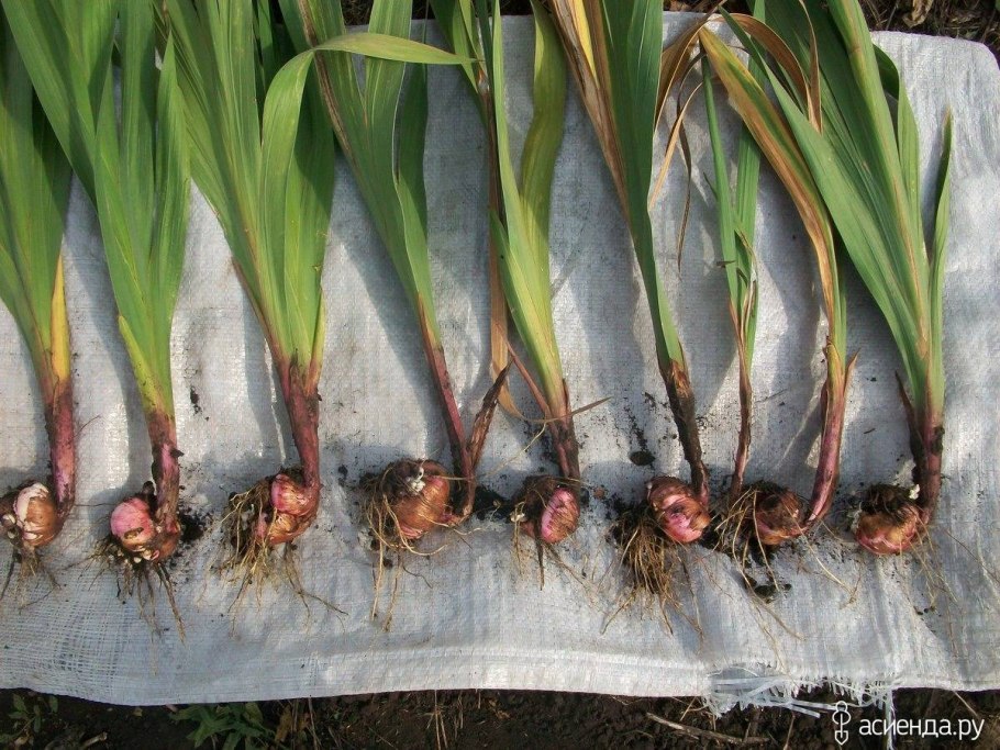 Гладиолус корень