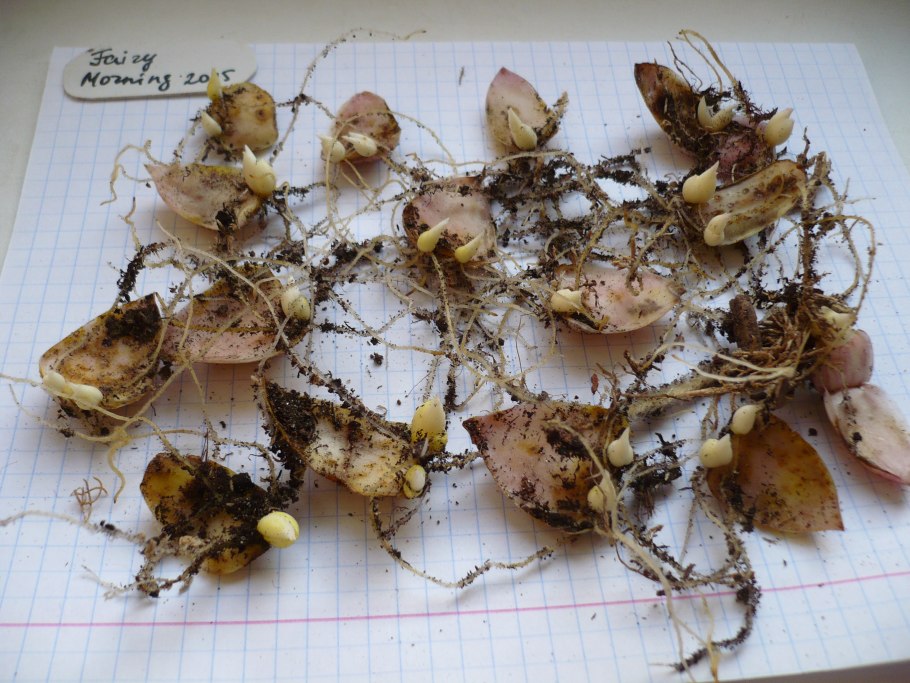 Рябчик размножение чешуйками