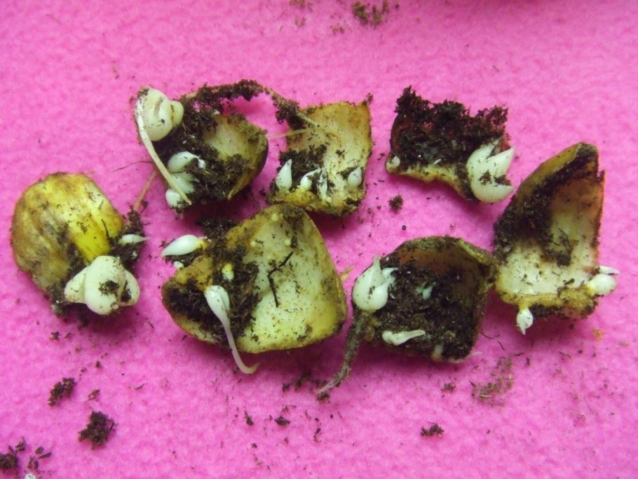 Чешуйки луковицы лилии