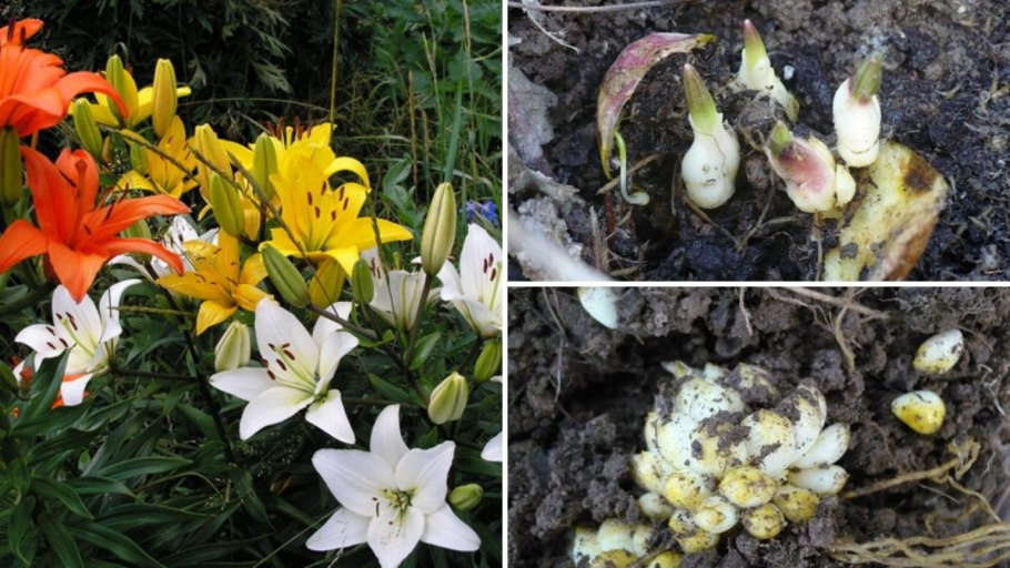 Как размножаются лилии садовые вредители