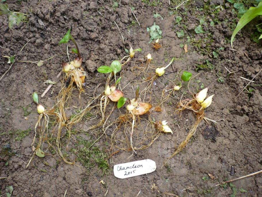 Посадка лилий чешуйками