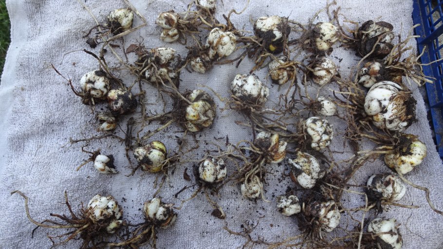 Всходы лилии