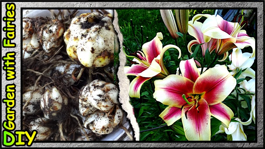 Лилия цветок садовый размножение