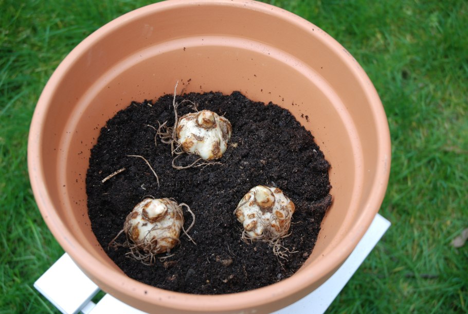 Гиппеаструм деление луковицы