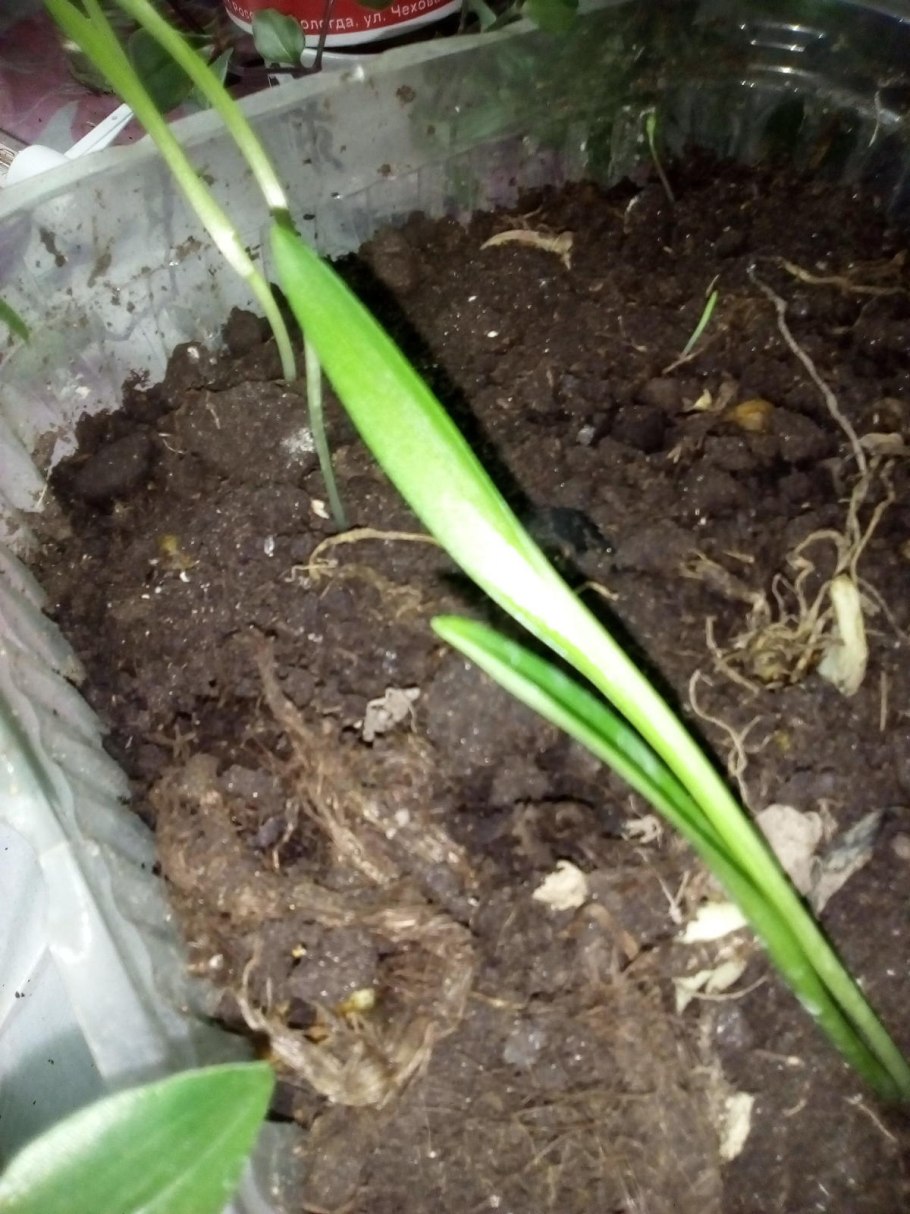 Лилии размножение бульбочками