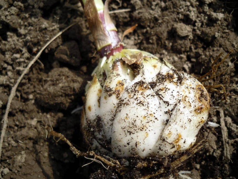 BTS aesthetic обои