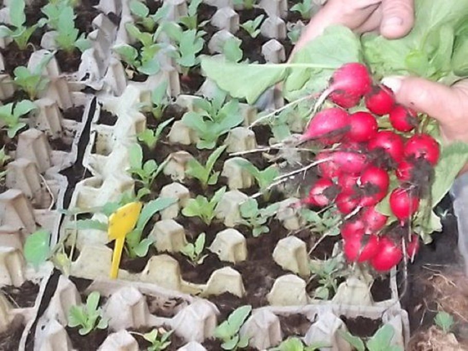 Стадии роста чеснока