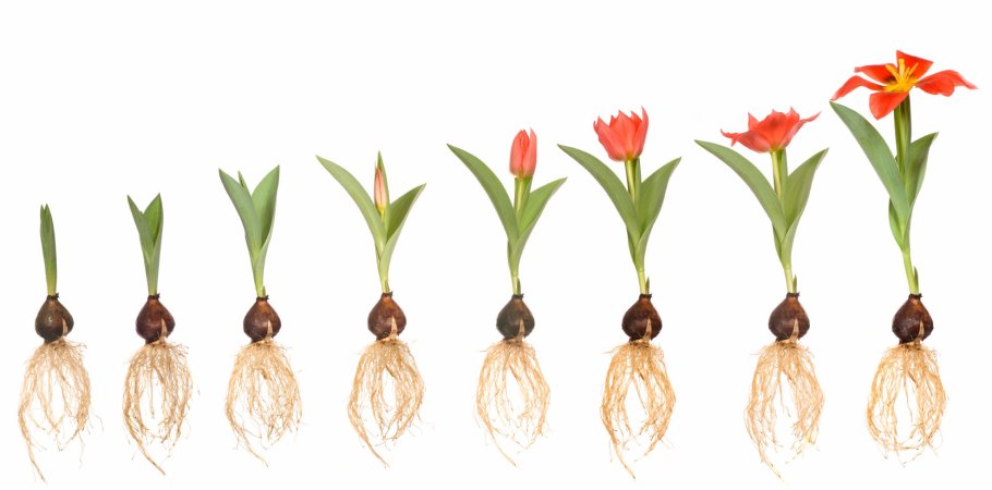 Посадка лилий весной в открытый грунт