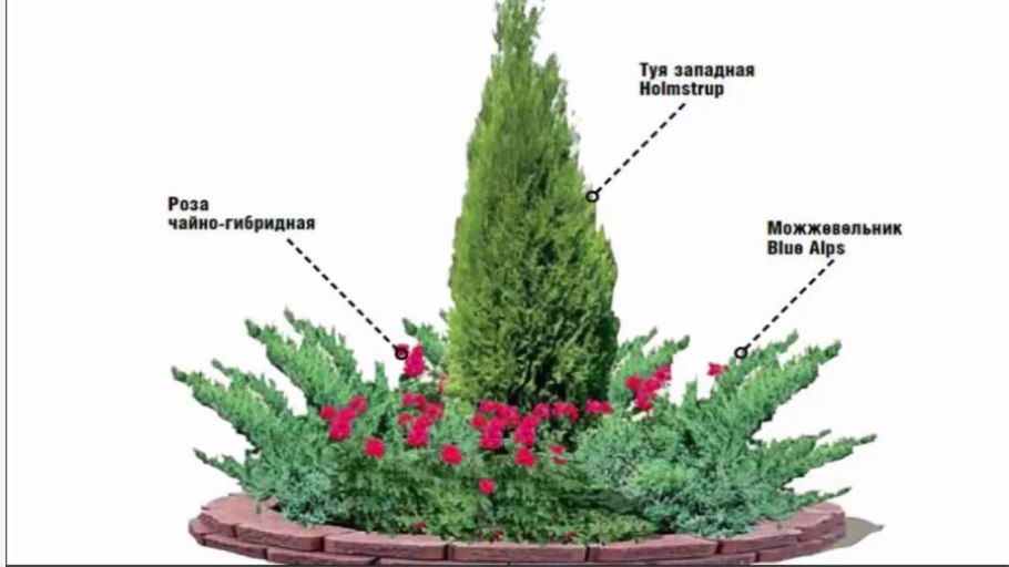 Совместимость плодовых деревьев и кустарников в саду таблица