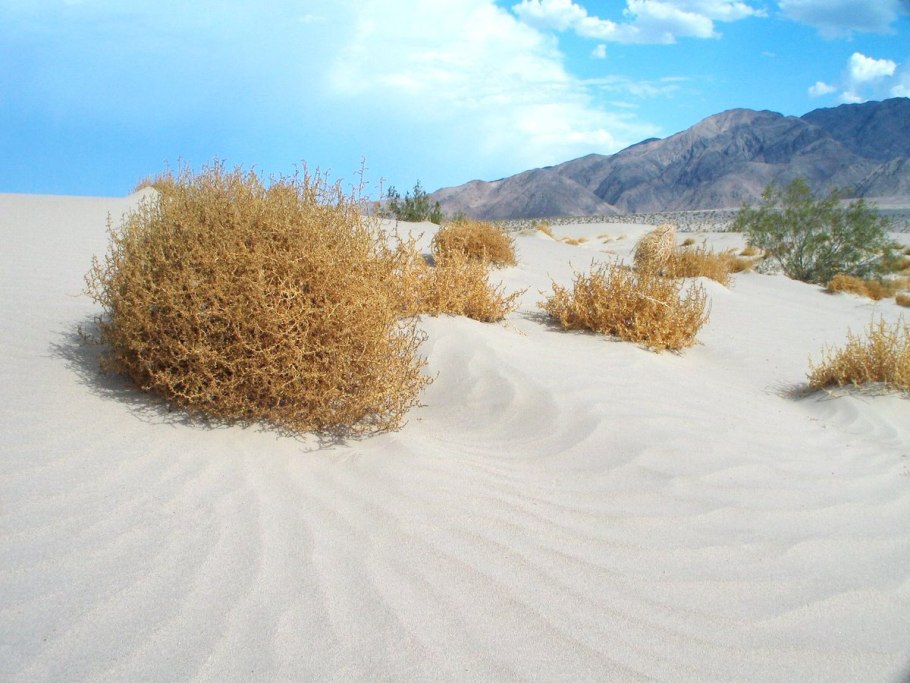 Флора и фауна Туркменистана