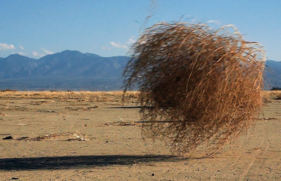 Растения пустыни перекати поле