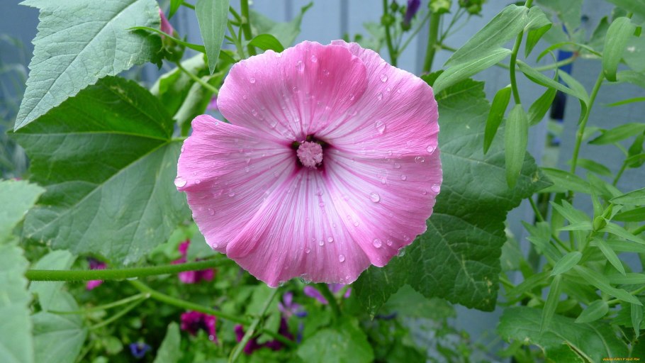 Лаватера цветок листья