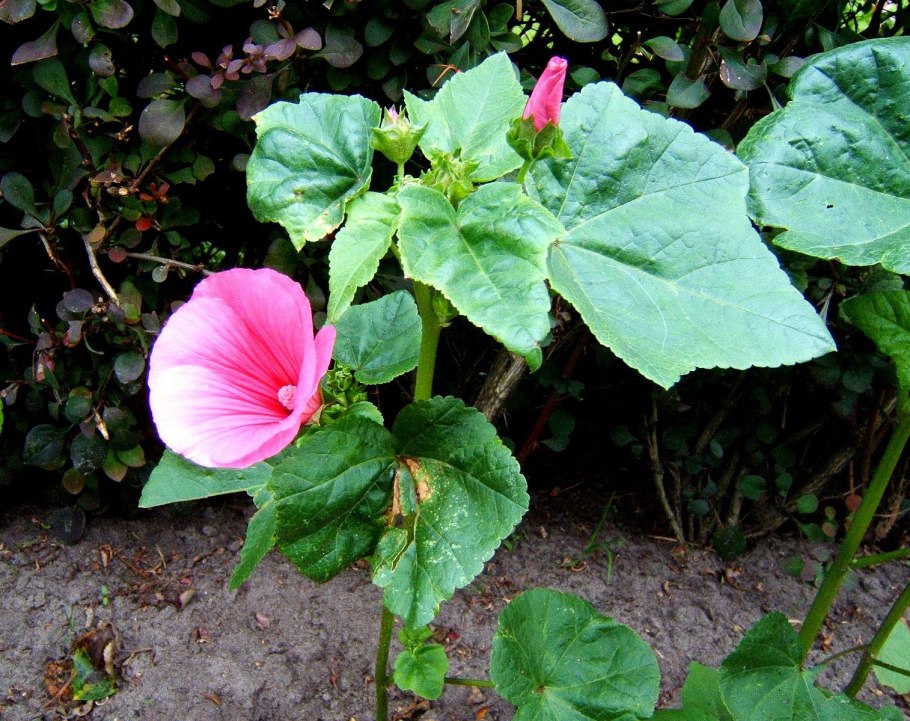 Мальва мутовчатая