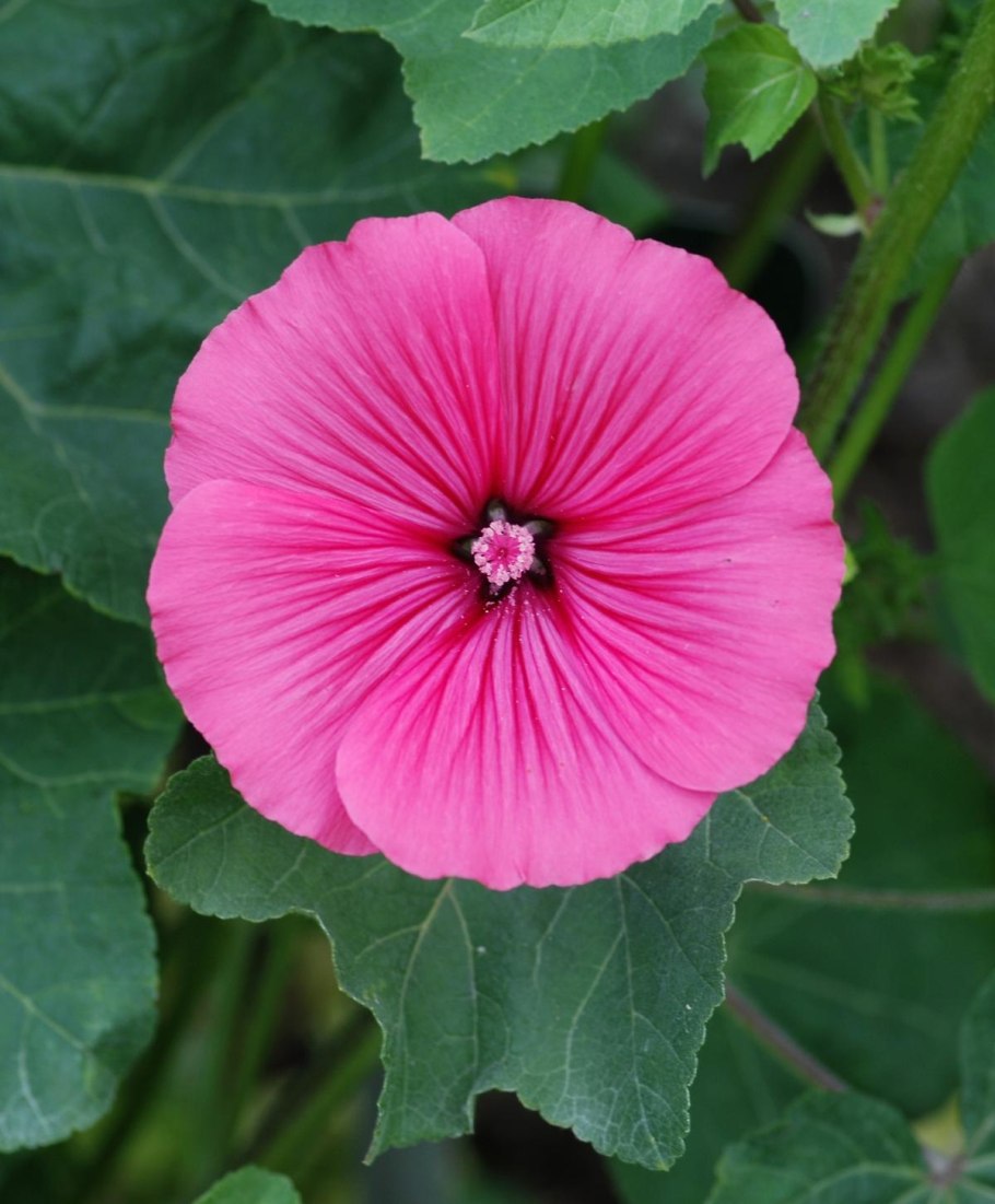 Лаватера Уайт Шеруб