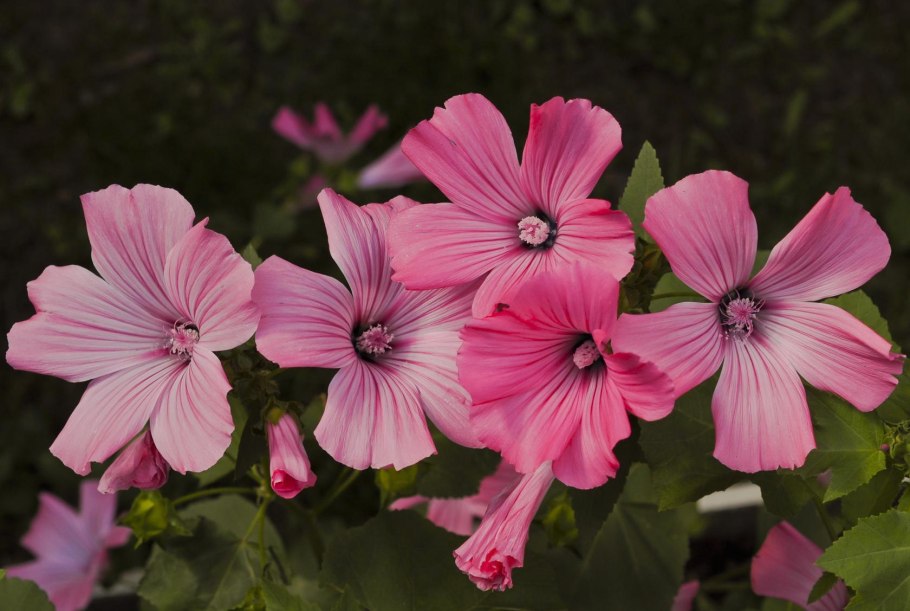 Лаватера Тюрингская