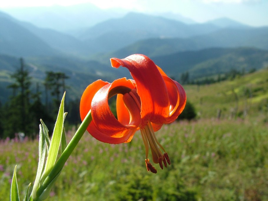 Lilium chalcedonicum