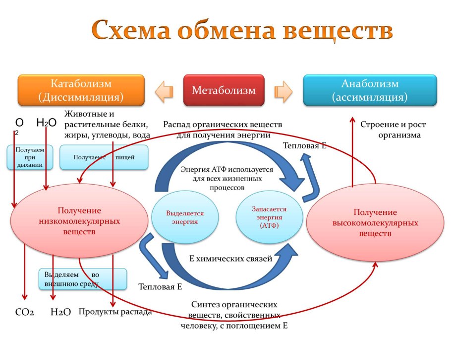 Реакции синтеза из тирозина катехоламинов