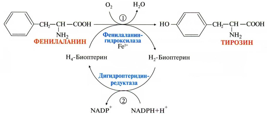 Схема получения рекомбинантного инсулина