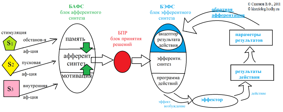 Механизм проникновения коронавируса