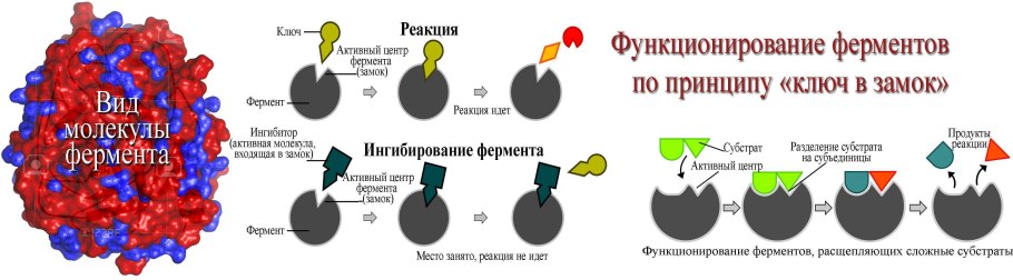 Процесс биосинтеза белка схема