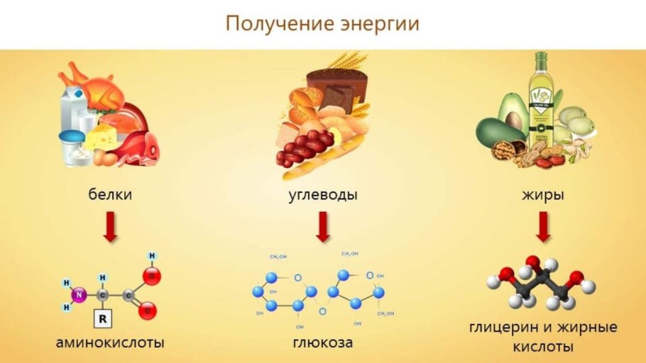 Энергетический обмен веществ